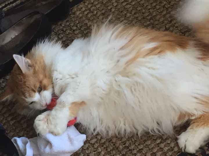 NWR: post pics of your pets!!