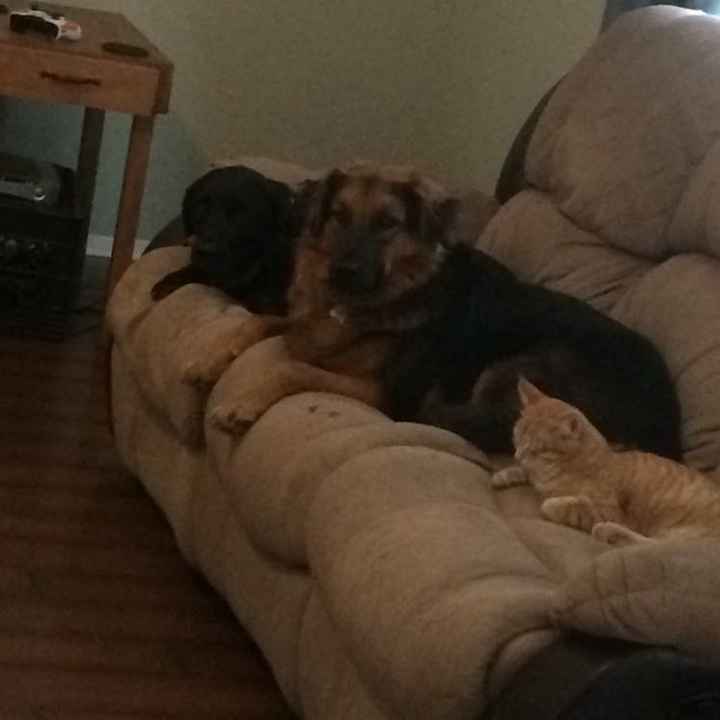 Spinoff: Show us your rescues!