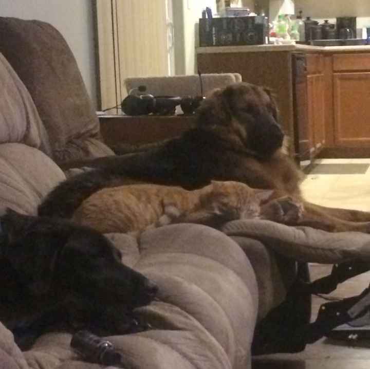 NWR: Bored? Show off your pets!