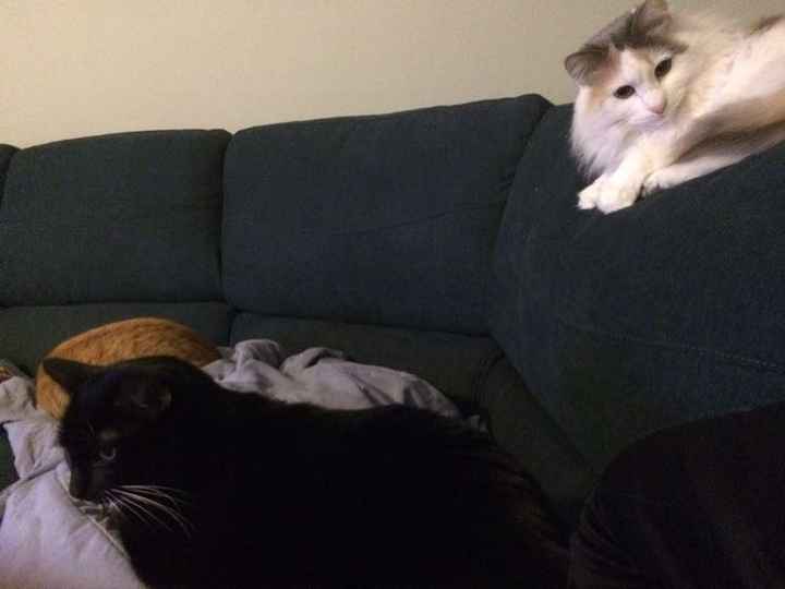 Show my your kitties!