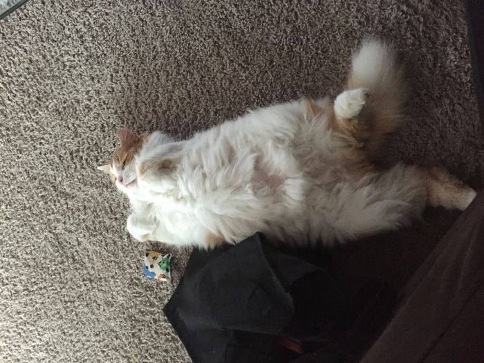Happy Fursday!