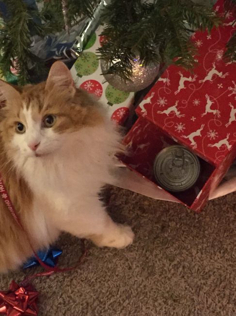 Brag Post - Pet Edition!