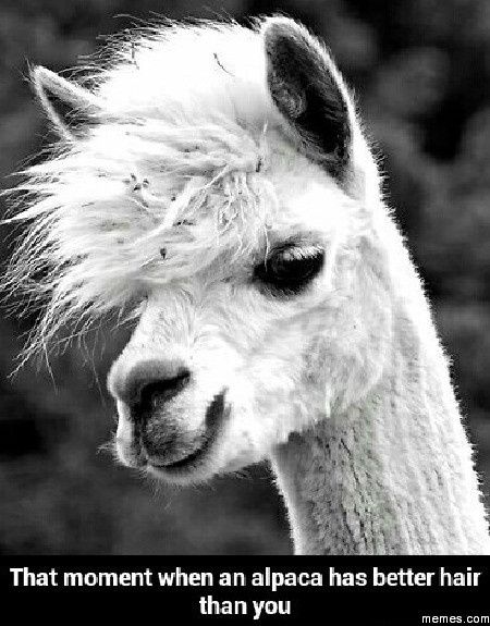 The alpaca thread is gone