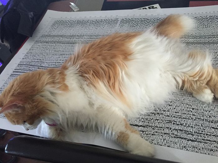 Sick and need cheering up--show me your Fur babies!