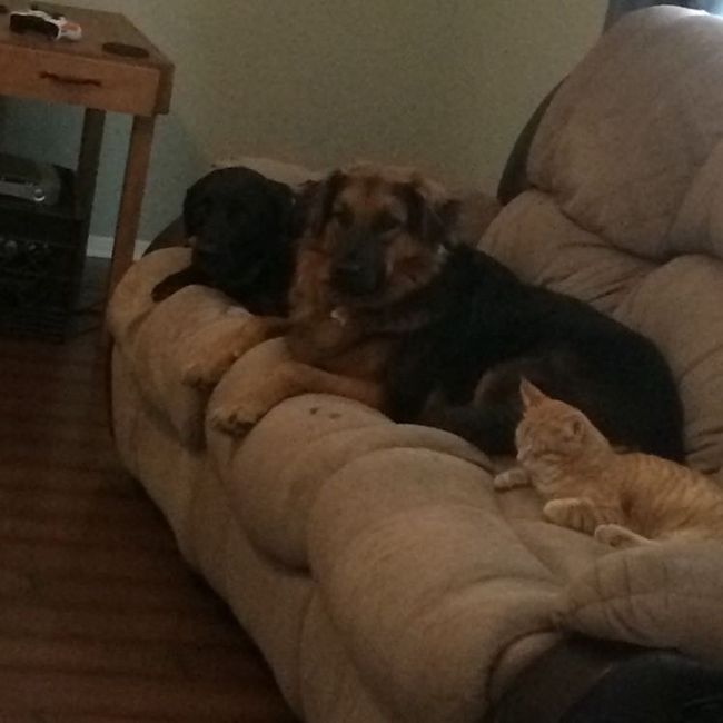 Spinoff: Show us your rescues!