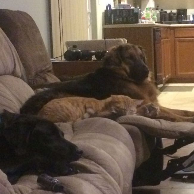 NWR: Bored? Show off your pets!