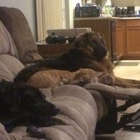 NWR: Bored? Show off your pets!