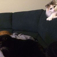 Show my your kitties!