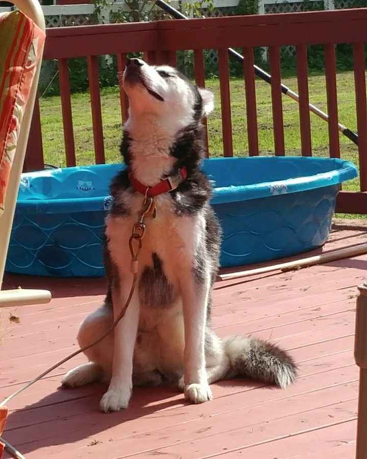 NWR:  Show me your fur babies!