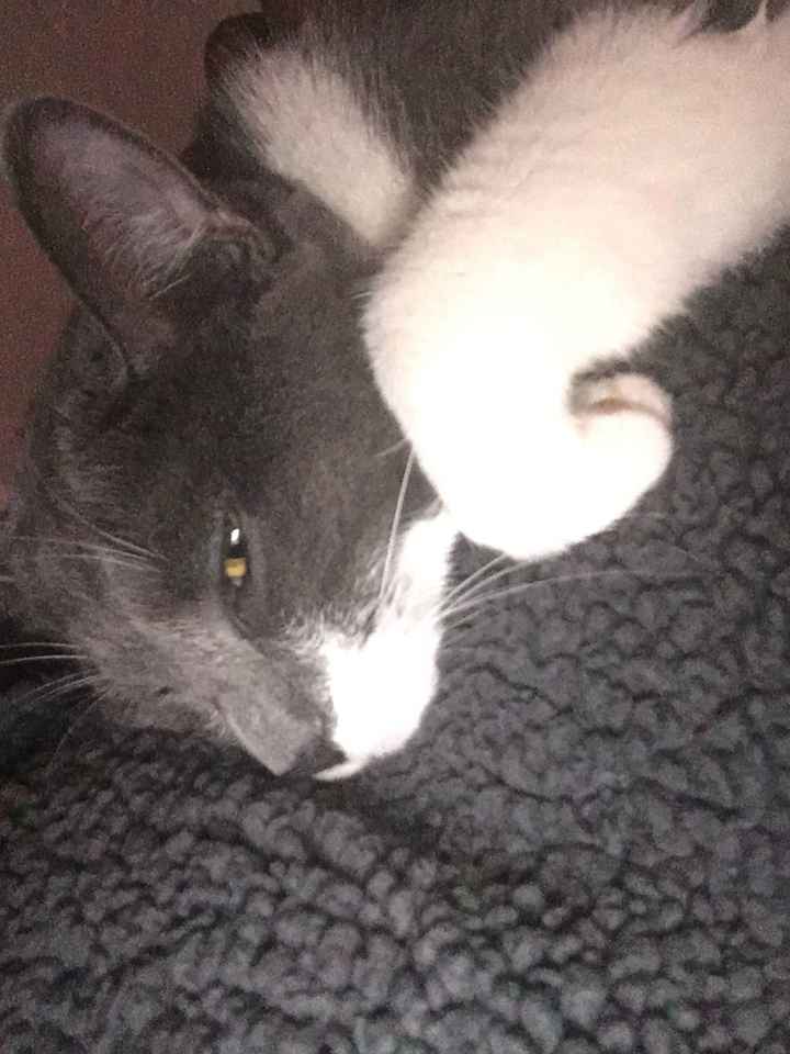 Furbabies?(non wedding post)