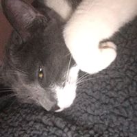 Furbabies?(non wedding post)