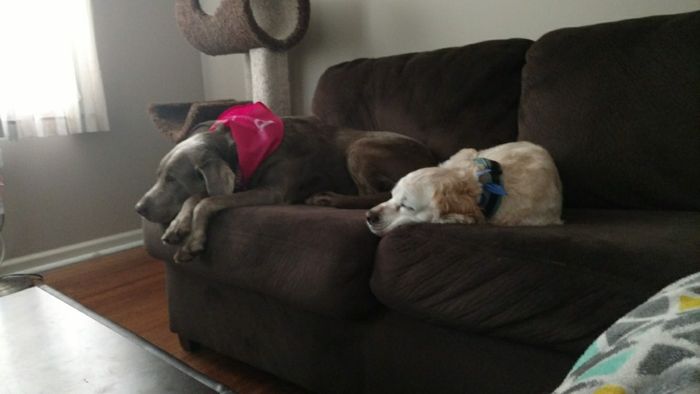 NWR: I am going to be a dog mom!