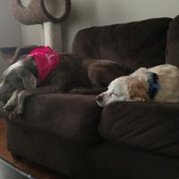 NWR: I am going to be a dog mom!