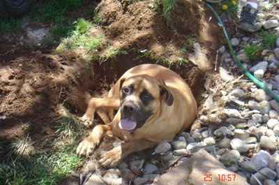 Furbabies!!! Lets show them off!