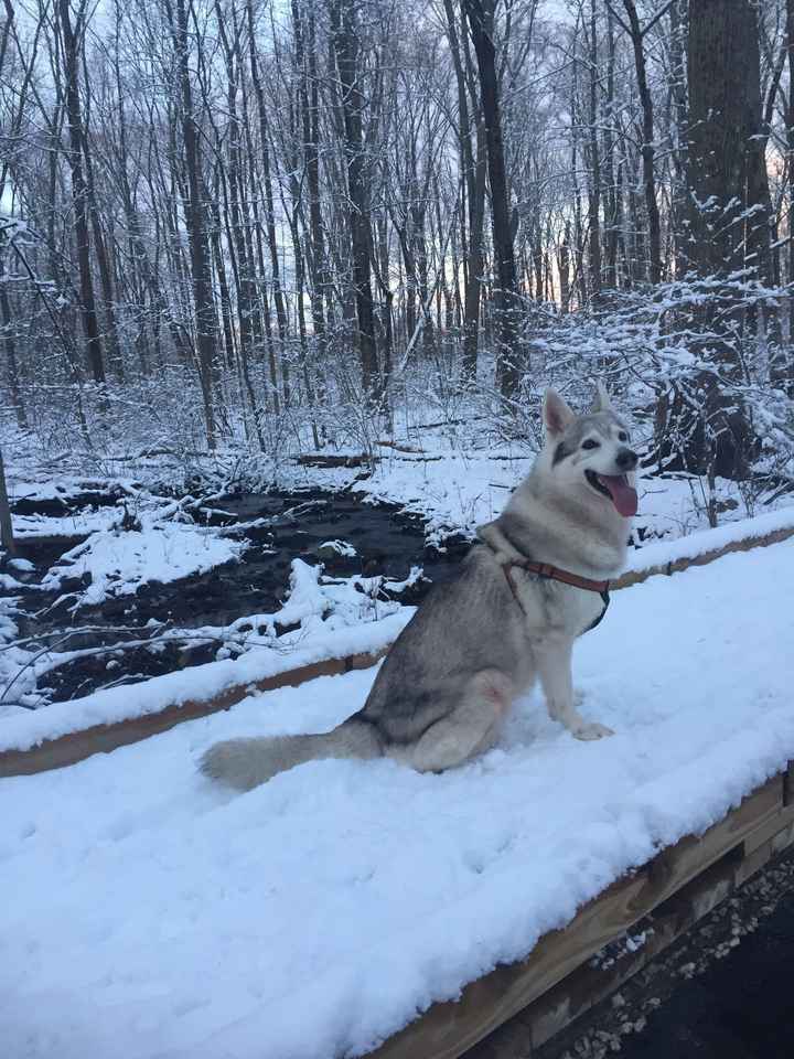 Let me see those fur babies!