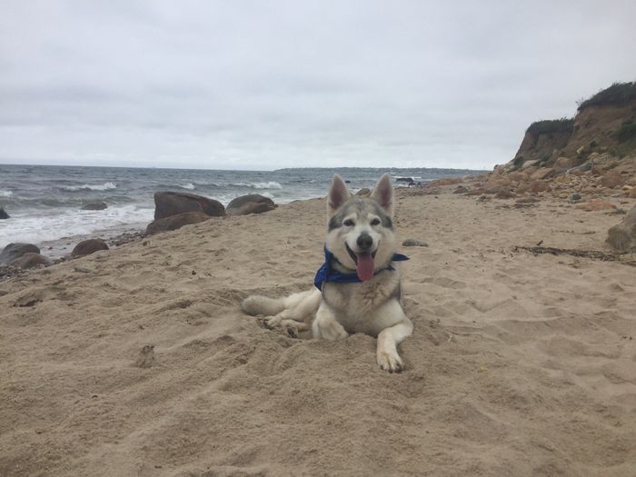 NWR: Things to do with your dog.