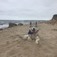 NWR: Things to do with your dog.