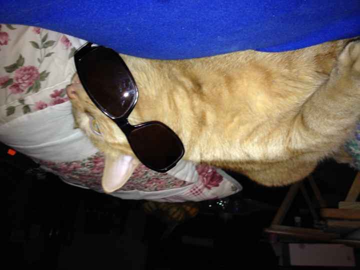 NWR: Pics of your pets :)