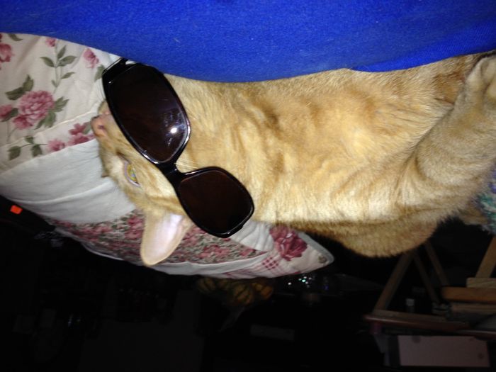 NWR: Pics of your pets :)