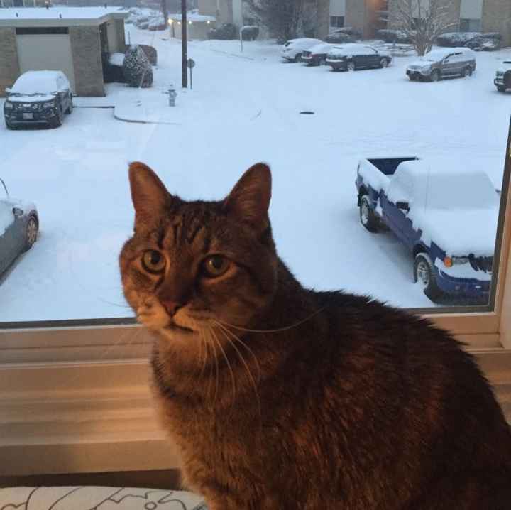 NWR: Bored? Show off your pets!