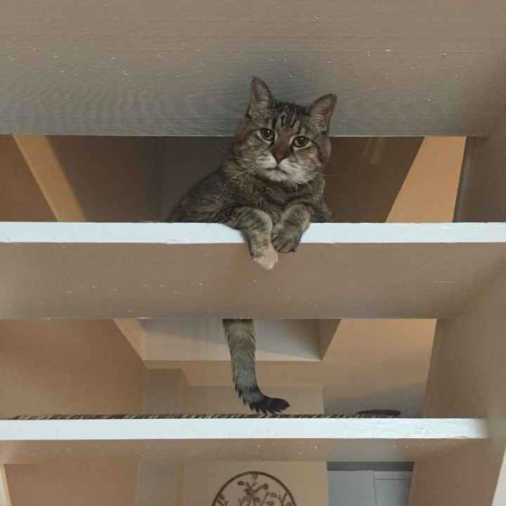 Show my your kitties!