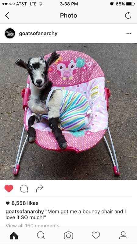 Cutest Thing You'll See All Day