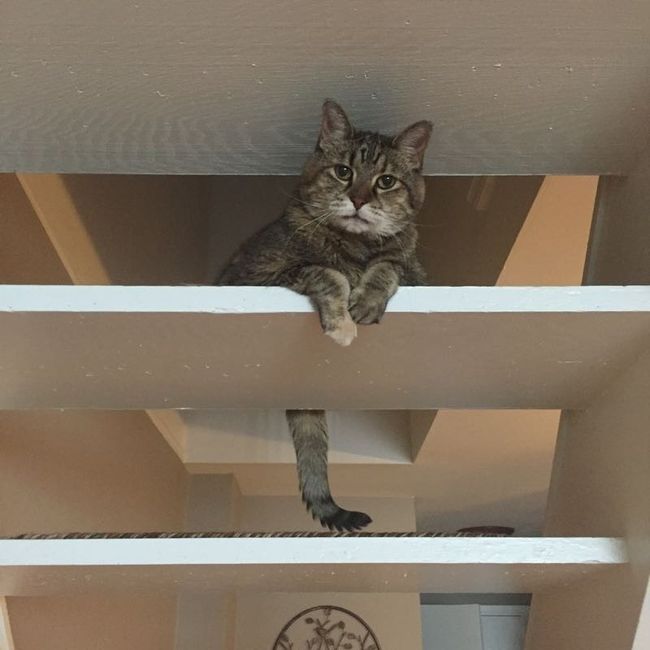 Show my your kitties!