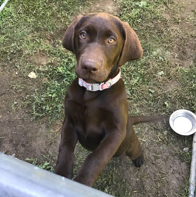NWR:  Show me your fur babies!