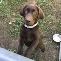 NWR:  Show me your fur babies!