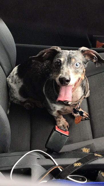 NWR: My pup thinks she's people. She's right. Show me your "people pups!"