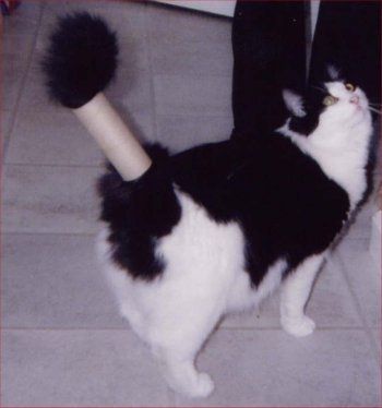 Post your pets!