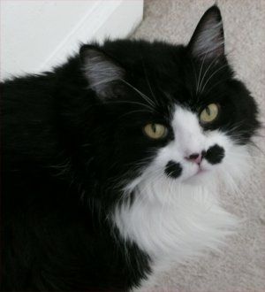 NWR... my cats.. do you have any pets?