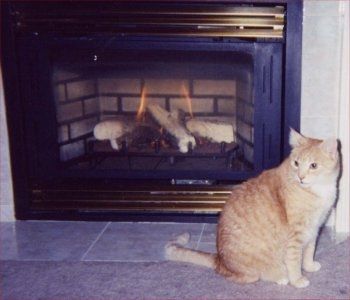 NWR... my cats.. do you have any pets?
