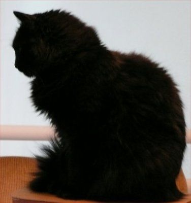 NWR... my cats.. do you have any pets?
