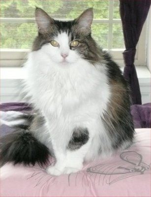 NWR... my cats.. do you have any pets?