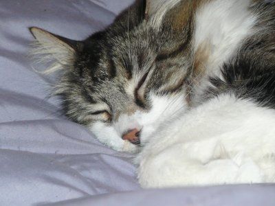 NWR... my cats.. do you have any pets?
