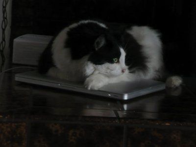NWR... my cats.. do you have any pets?
