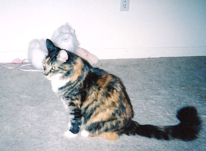 NWR: Update for those who remember my Step Mom and Cat issues