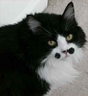 NWR... my cats.. do you have any pets?