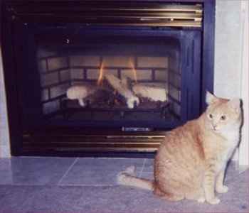NWR... my cats.. do you have any pets?