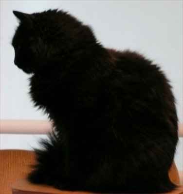 NWR... my cats.. do you have any pets?