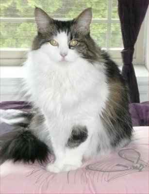 NWR... my cats.. do you have any pets?