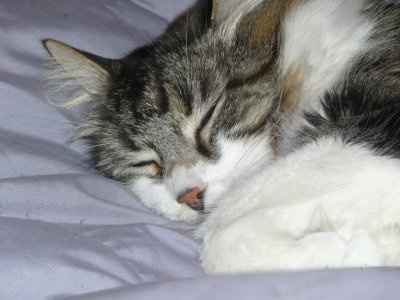 NWR... my cats.. do you have any pets?