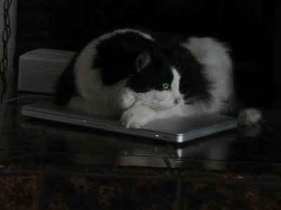NWR... my cats.. do you have any pets?