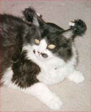 NWR: Update for those who remember my Step Mom and Cat issues