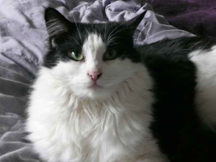 NWR - Lost A Fur Baby Today