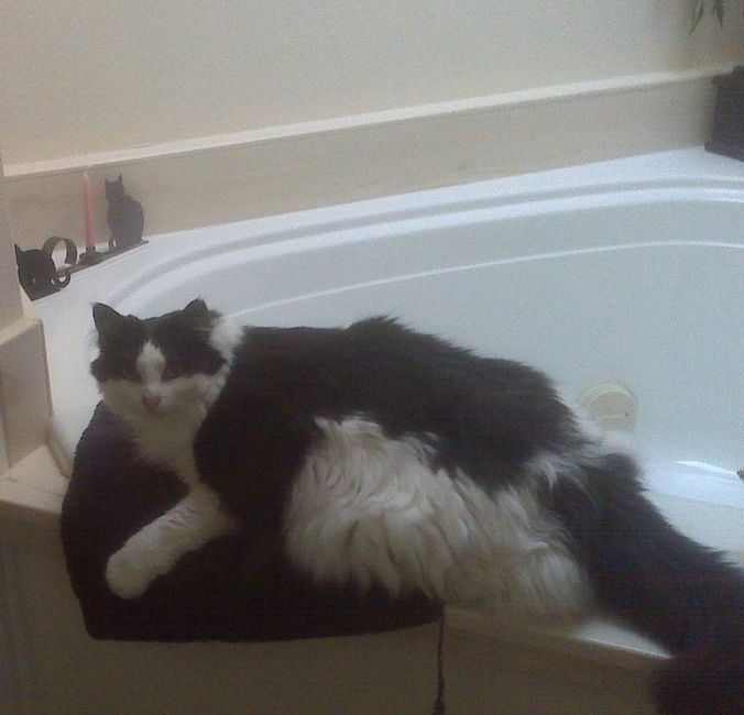NWR-cats are weird