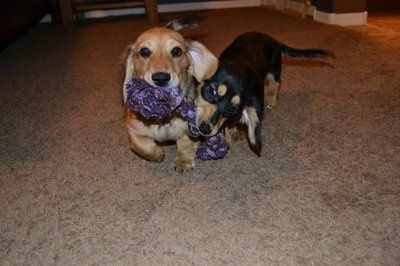 NWR: Lets see our pets!!