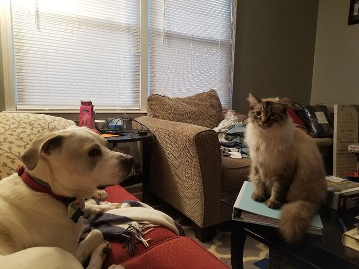 Show me your fur babies you and your SO have together! - 1