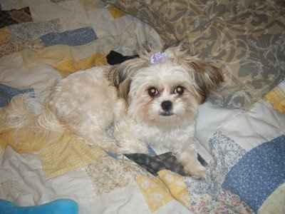 Show off your furbabies!